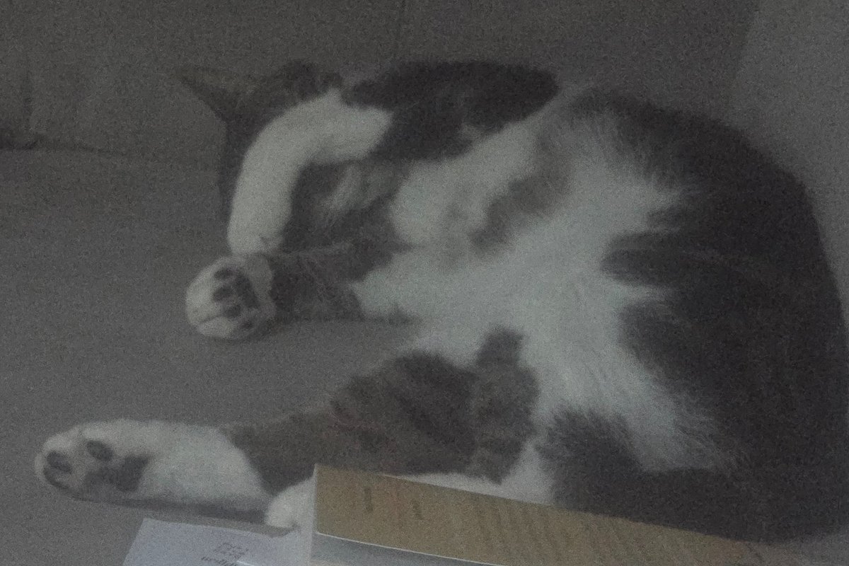 Mr Tabius has been bitten by another cat! Antibiotics and pain meds for the boy for the next week!  🌈🐾❤️