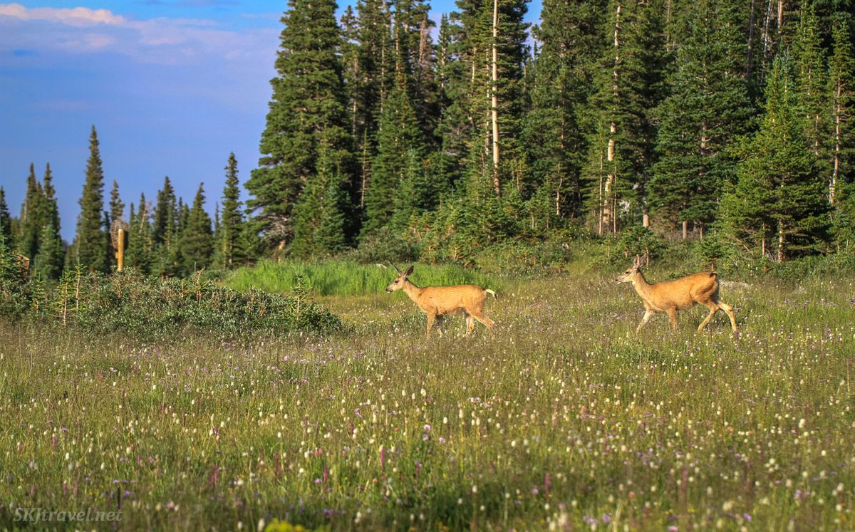 Some people find them too mundane to photograph, but I love the deer, whether in my yard or further afield. Sunset's golden light on their coats traversing a wildflower field.
#NaturePhotography #wildlifephotography #travelphotography #deer #rockymountains #Colorado #wildlife