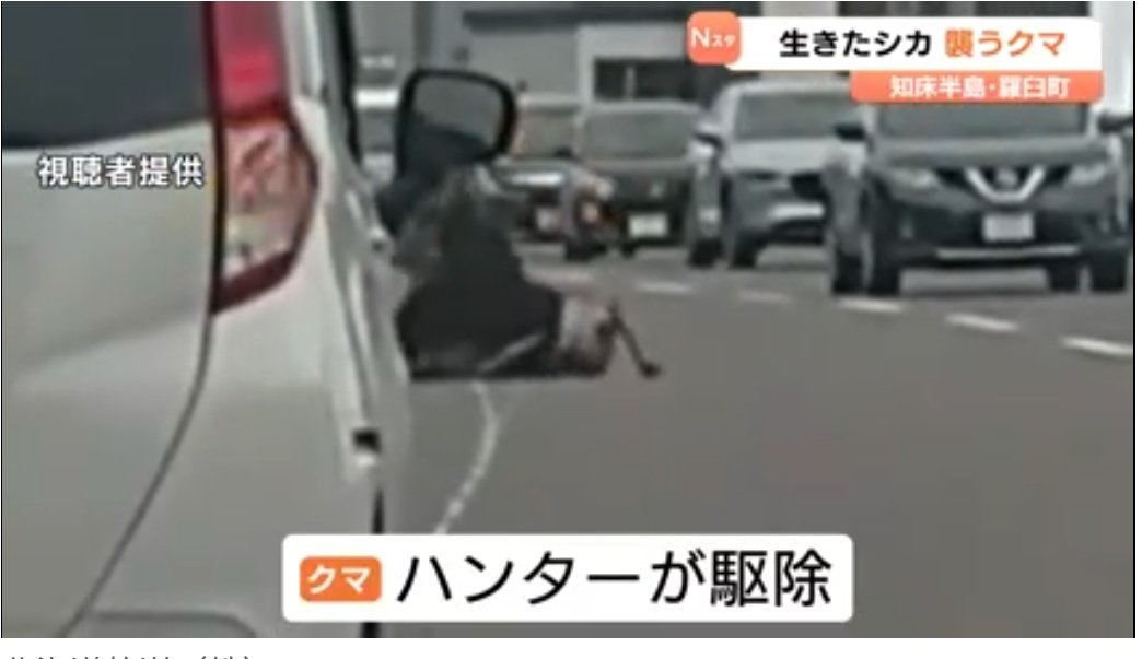 kumamoriBranch's tweet image. 可哀想だがこれも自然…と思っていたらまさか殺したとは!しかも母親!鹿を襲うのは前からあることだしそこに道路を作ったのもクマじゃない。別の記事で渋滞し車を降りてスマホ撮影する人もいて危険だったとか?
我が子のために必死だった母親。
子は今頃母恋しと泣いている。
news.yahoo.co.jp/articles/f30b2…