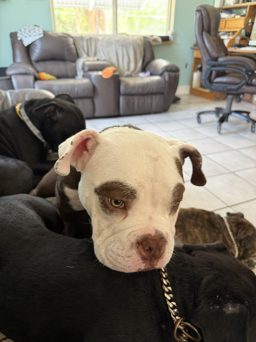 When you are getting reprimanded for escaping the fenced area simply stick your tongue out at your Mom. Gonna need H to represent me pro bone-o even though I’m guilty as hell. Moose the bratty bulldog.