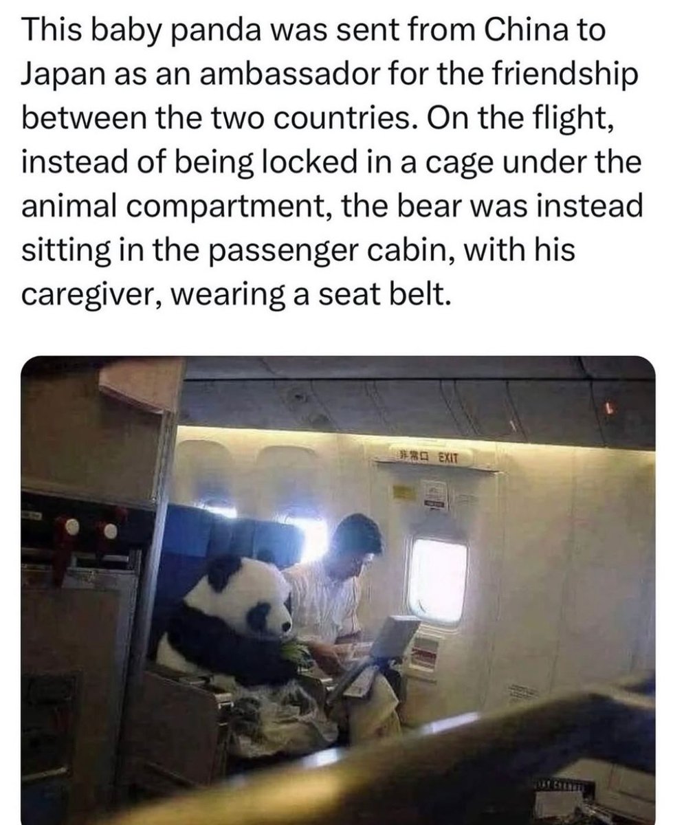 WeedPorns's tweet image. Imagine taking an edible before boarding this flight
