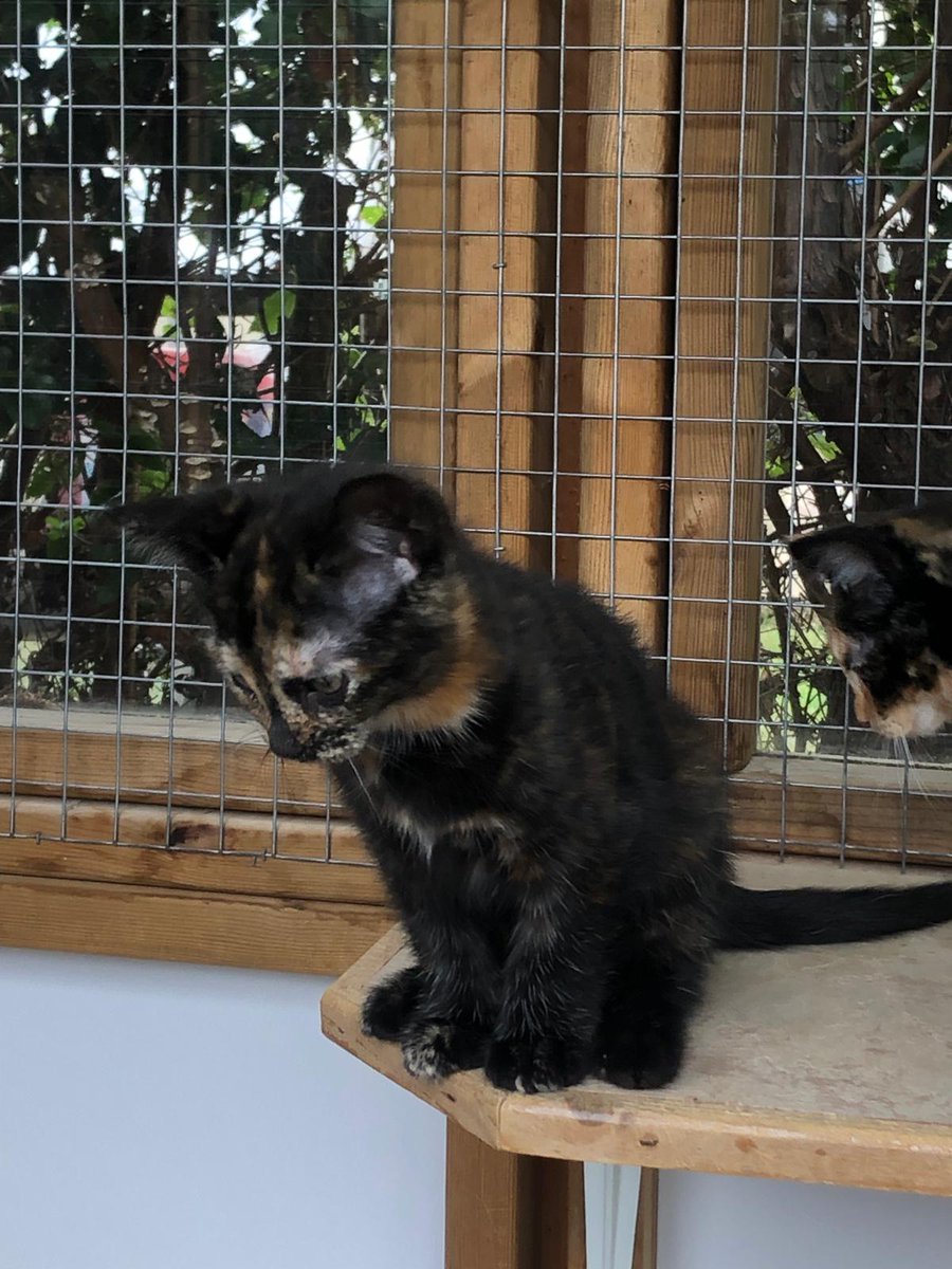 Alima and Yasmine are ready to find a home together or apart. They are both lovely friendly playful kittens who enjoy zooming around chasing balls and toys. They would be fine with children.

More and enquire: cats.org.uk/cherwell#adopt…

#AdoptDontShop #KittensOfX #KittensOfTwitter