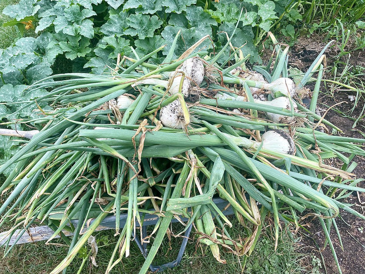 These globes are some beauts… Harvested the last of the onions today.  Ringmaster variety white onions never disappoint! 🌎 🧅 👀