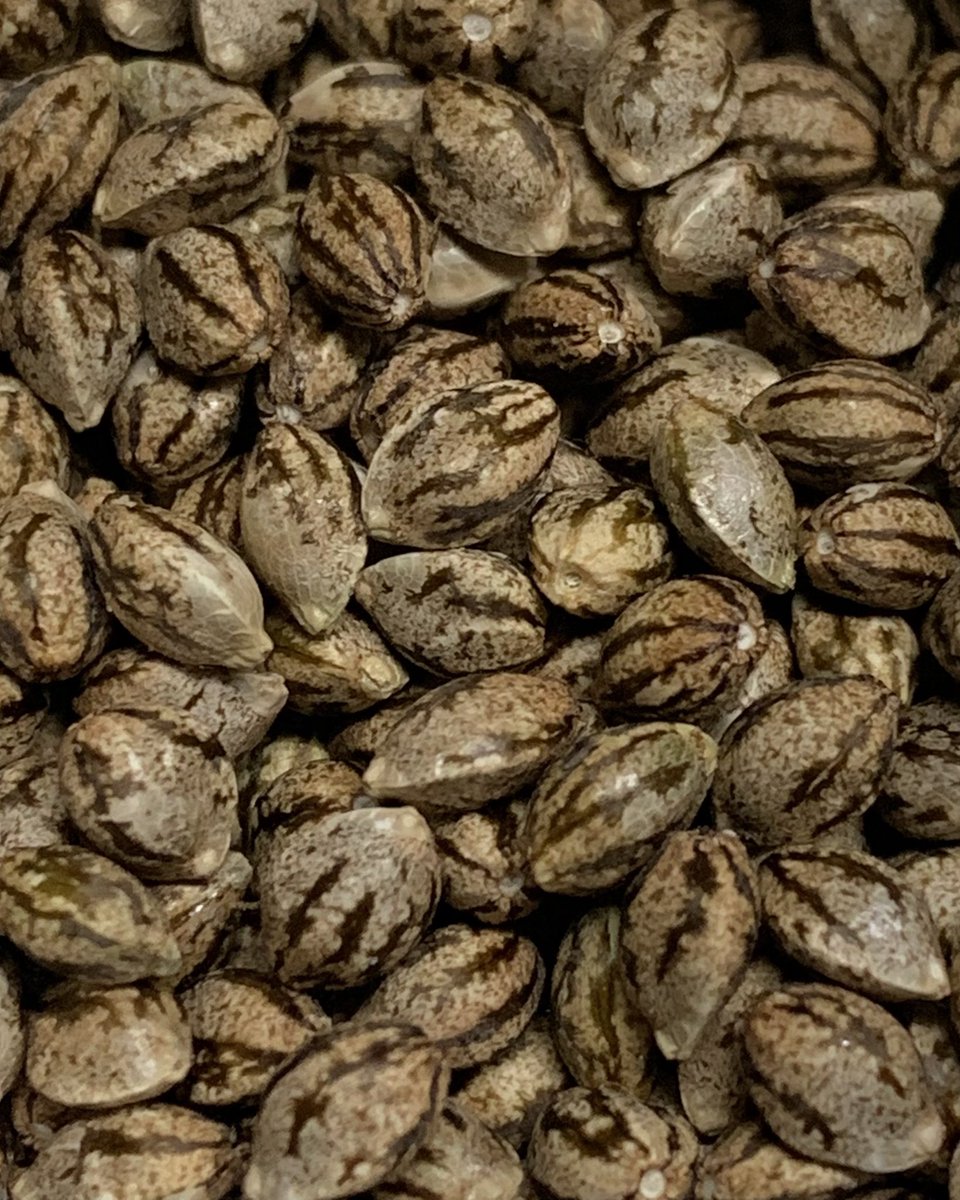 staubingenetics's tweet image. Muriel - Feminized
Beans!!!!!
$30.00 - 12/pk
👇🏻
staubingenetics.com
walipiniseedbank.com