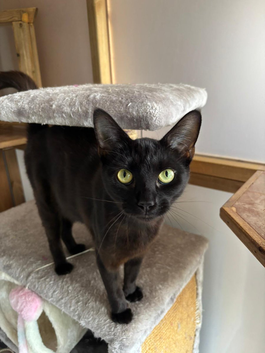 Say hello to Prada, the ultimate bundle of affection wrapped up in a tiny, confident package! At just around a year old, she is full of playful energy and is incredibly loving 😻

More and enquire: cats.org.uk/cherwell#adopt…

#AdoptDontShop #CatsOfX #CatsOfTwitter