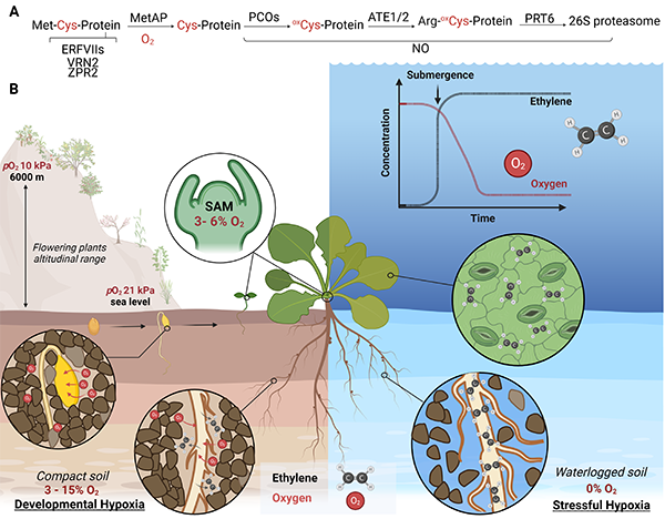 #Arabidopsis research has been invaluable in progressing understanding of plant #abiotic stress responses. We highlight milestones in plant #hypoxia research that have contributed to advancing the field (&amp; will continue to do so) academic.oup.com/plcell/article…
