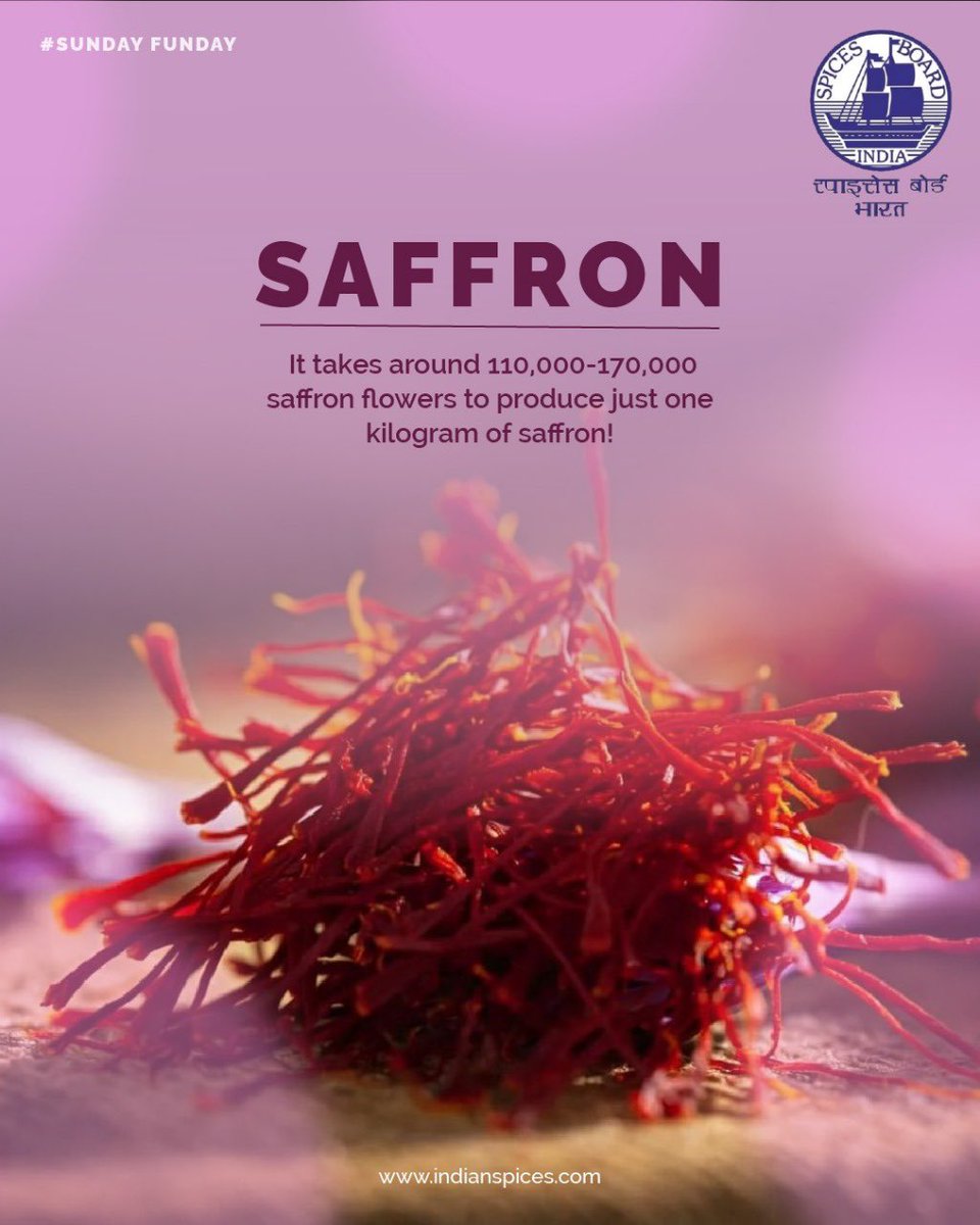 Now you know why saffron is called red gold—it’s rare, rich, and full of flavour <a href="/DoC_GoI/">Dept of Commerce, GoI</a> 
#SundayFunday #SaffronFacts #GoldenSpice #SpiceWonder #SpicesBoard