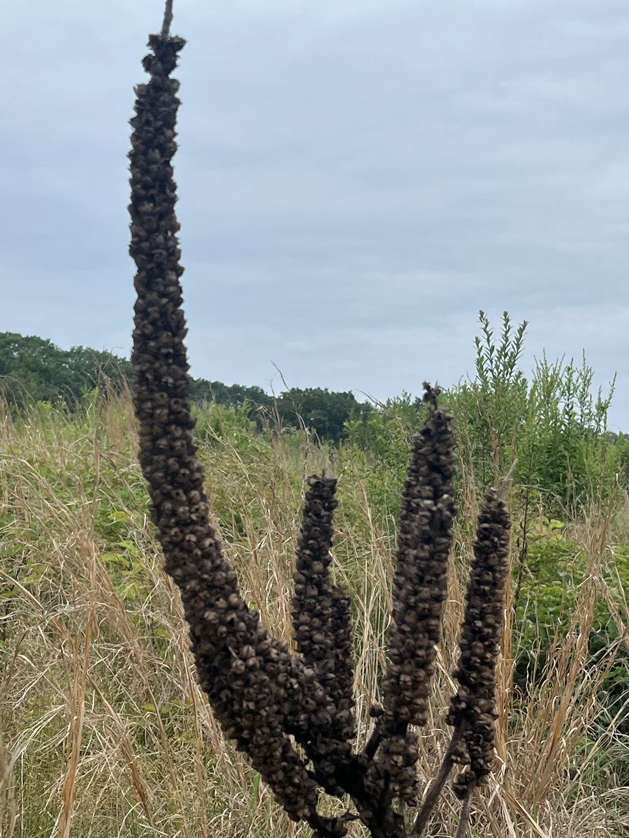 mindpeanuts's tweet image. an early
August
reaching
fingers
of finished
season’s
candelabra
#vss365