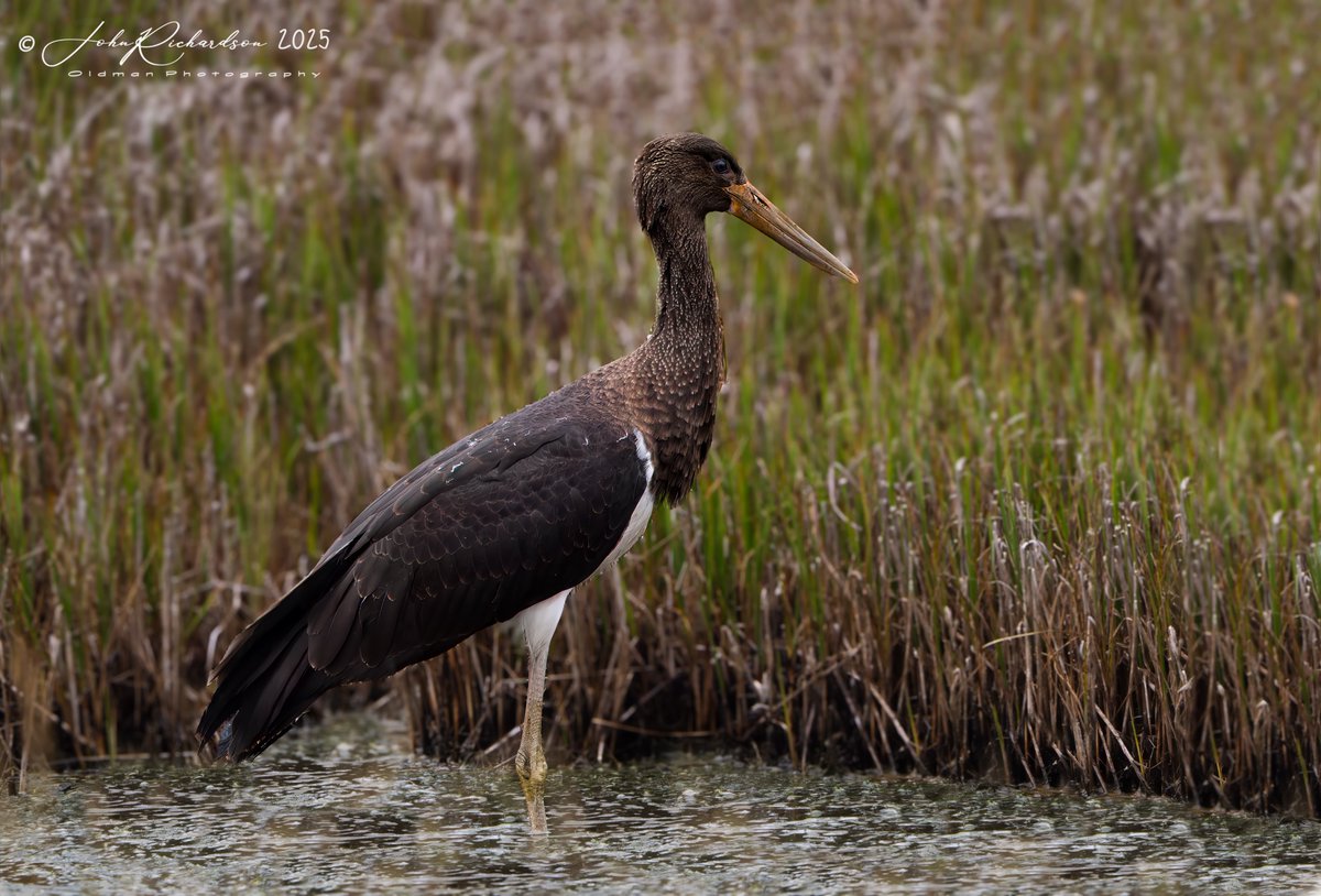 oldman65Suffolk's tweet image. Black Stork
Boyton RSPB
27/07/2025