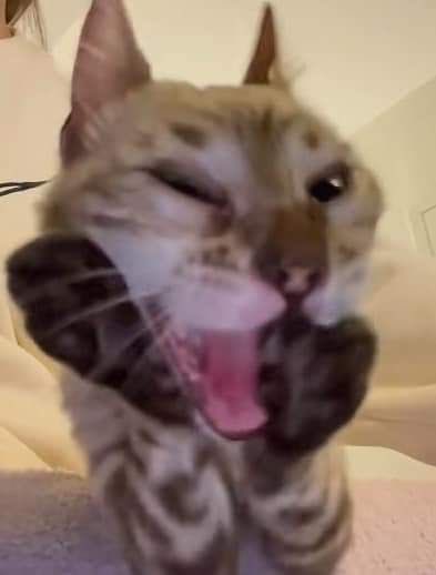 Snow_pie10's tweet image. When people say cute things about me: