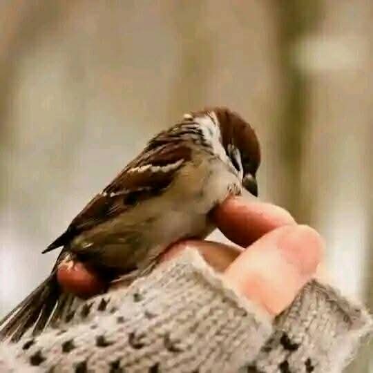 جانتے ہیں مضبُوط لوگ کیسے ہوتے ہیں؟
"جو دُنیا کو جان لینے کے بعد بھی اِنسانیت قائم رکھنے کا فیصلہ کریں۔۔“

#گمنام