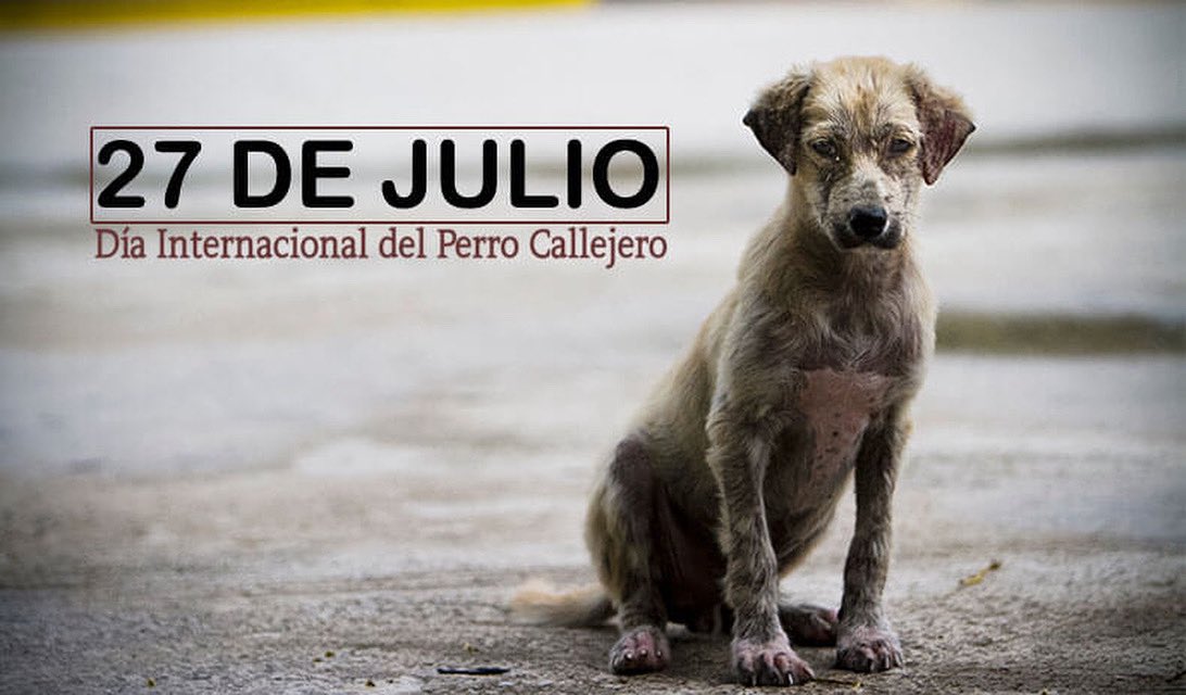 Dia Internacional del Perro Callejero.
Miles de perros viven cada dia expuestos al hambre,enfermedades, maltrato,abandono…
Este día busca generar conciencia:
Adoptá NO compres Promové la esterilización Denuncia el maltrato
Apoyá a las ONGs que los rescatan todo suma. 🐾❤️