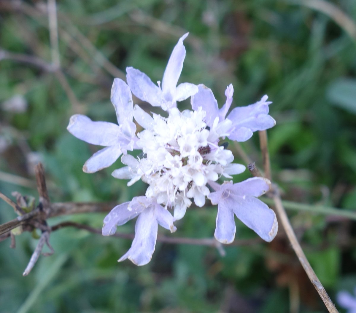 ninon13000's tweet image. Quelques fleurs de mes photos 
Partage 😉🌿