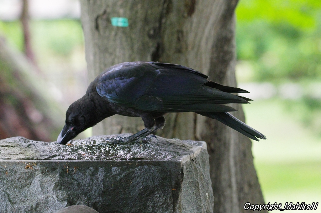 crow_research's tweet image. このブト雛は、かわいすぎてヤバいでしょう。
#カラス #ハシブトガラス #烏 #crow #corvus #corvidae #corvus_macrorhynchos #largebilled_crow #MakikoNakamura #sapporocrowResearch #中村眞樹子 #NPO法人札幌カラス研究会 #PENTAX #shootpentax #pentaxk3mkiii #札幌のカラス #wildbird