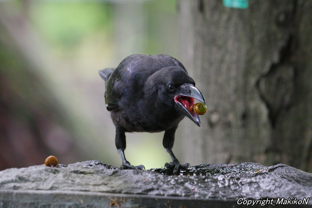 crow_research's tweet image. このブト雛は、かわいすぎてヤバいでしょう。
#カラス #ハシブトガラス #烏 #crow #corvus #corvidae #corvus_macrorhynchos #largebilled_crow #MakikoNakamura #sapporocrowResearch #中村眞樹子 #NPO法人札幌カラス研究会 #PENTAX #shootpentax #pentaxk3mkiii #札幌のカラス #wildbird