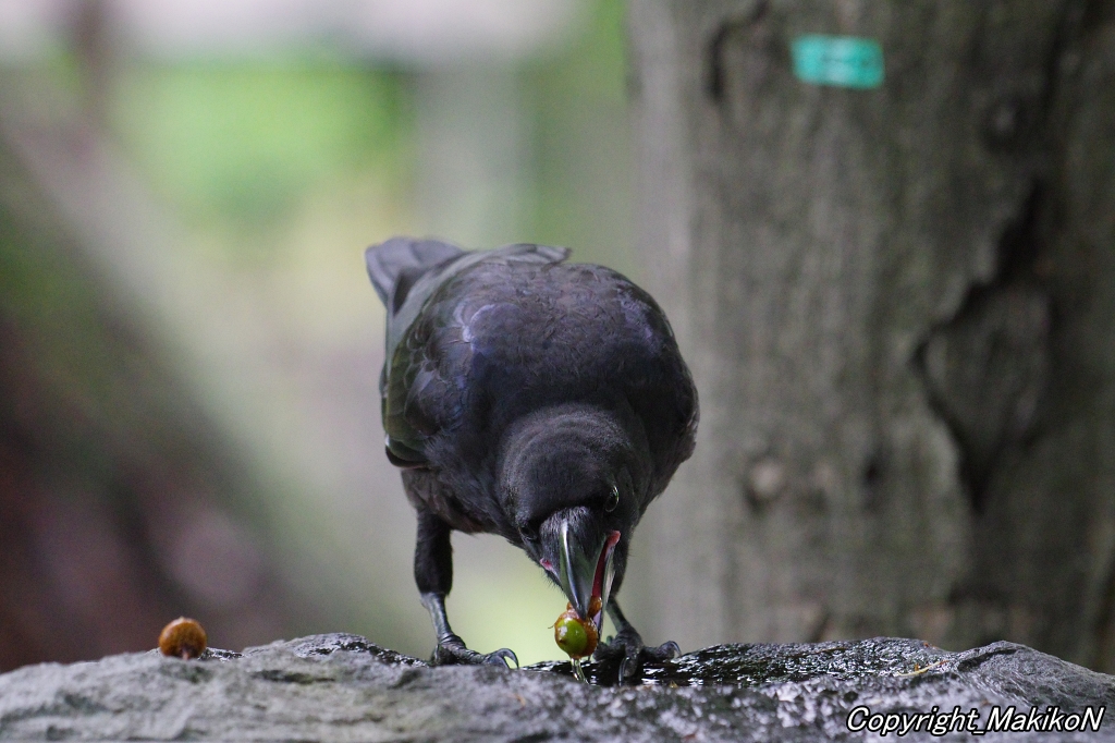 crow_research's tweet image. このブト雛は、かわいすぎてヤバいでしょう。
#カラス #ハシブトガラス #烏 #crow #corvus #corvidae #corvus_macrorhynchos #largebilled_crow #MakikoNakamura #sapporocrowResearch #中村眞樹子 #NPO法人札幌カラス研究会 #PENTAX #shootpentax #pentaxk3mkiii #札幌のカラス #wildbird