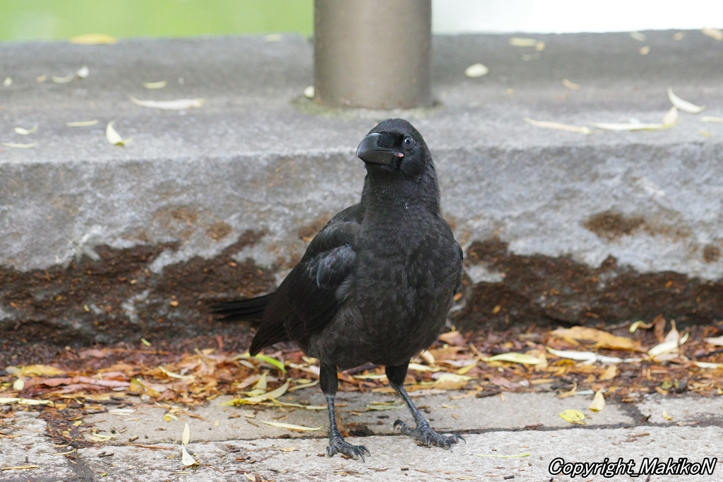 crow_research's tweet image. このブト雛は、かわいすぎてヤバいでしょう。
#カラス #ハシブトガラス #烏 #crow #corvus #corvidae #corvus_macrorhynchos #largebilled_crow #MakikoNakamura #sapporocrowResearch #中村眞樹子 #NPO法人札幌カラス研究会 #PENTAX #shootpentax #pentaxk3mkiii #札幌のカラス #wildbird