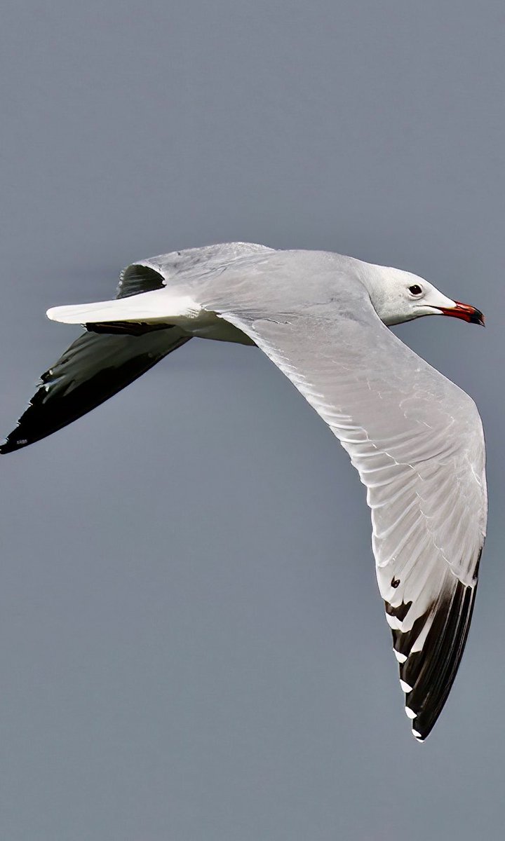 TomCadwallender's tweet image. #SuperSeabirdSunday Audouin&apos;s Gull in The Gambia. ⁦@SteelySeabirder⁩
