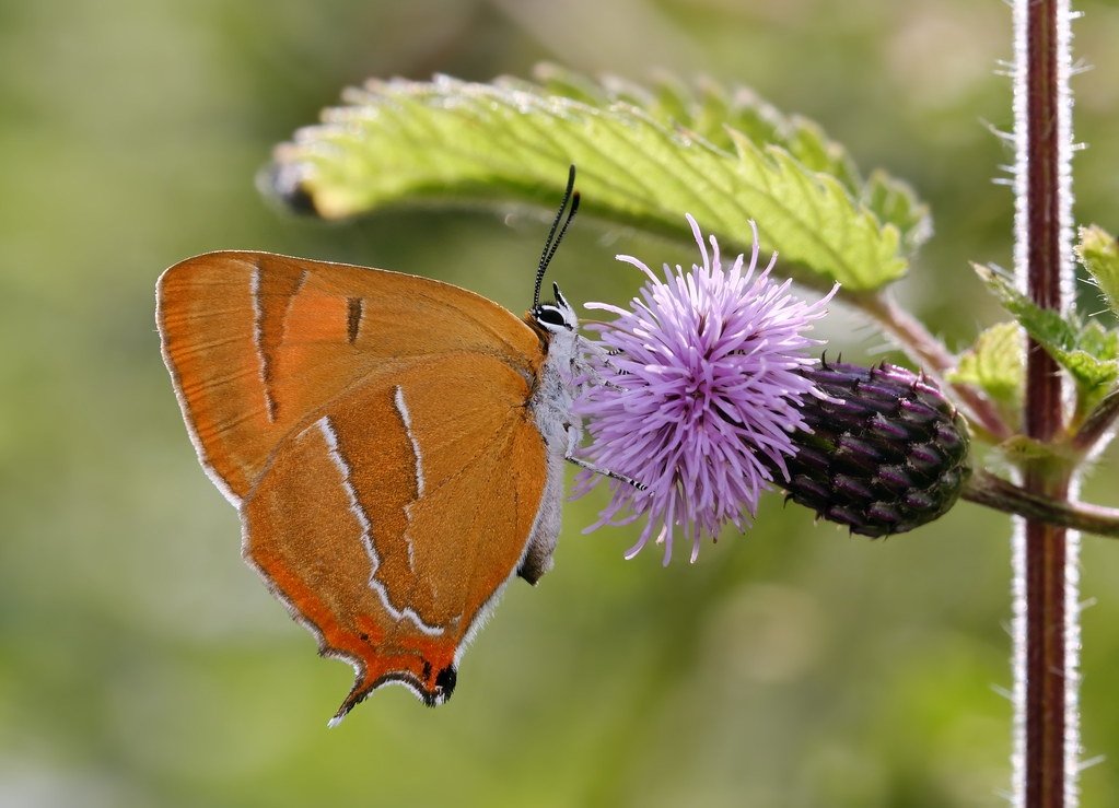 mawoodley's tweet photo. A lovely female Brown Hairstreak to end the day yesterday at Shipton Belinger.
@HantsIWWildlife
@HantsIoWBC
@savebutterflies https://t.co/kmLt47THZO