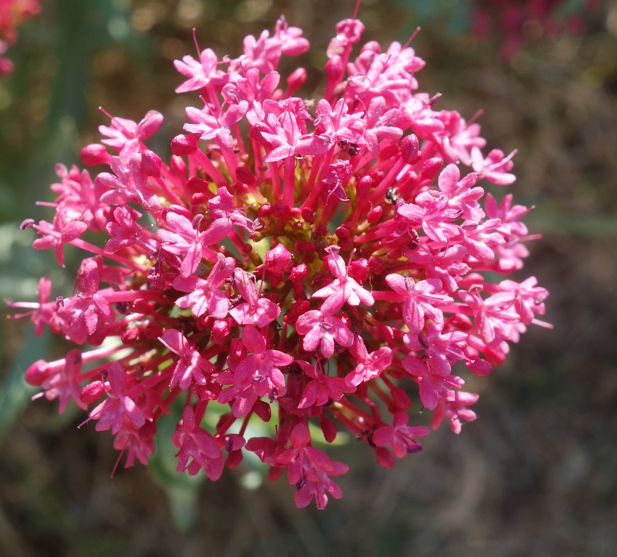 ninon13000's tweet image. Quelques fleurs de mes photos 
Partage 😉🌿