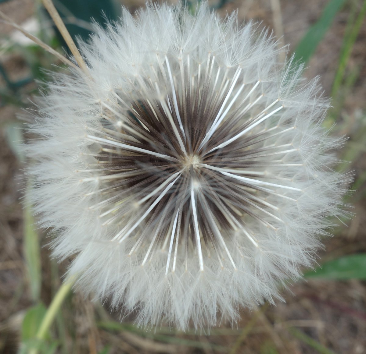 ninon13000's tweet image. Quelques fleurs de mes photos 
Partage 😉🌿