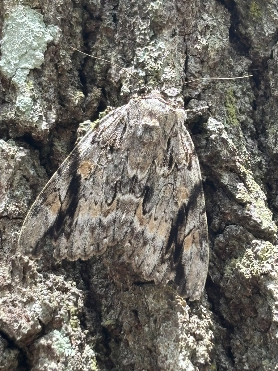 TPrince6189's tweet image. Check him out! So cool, he’s hanging out on one of our live oaks.