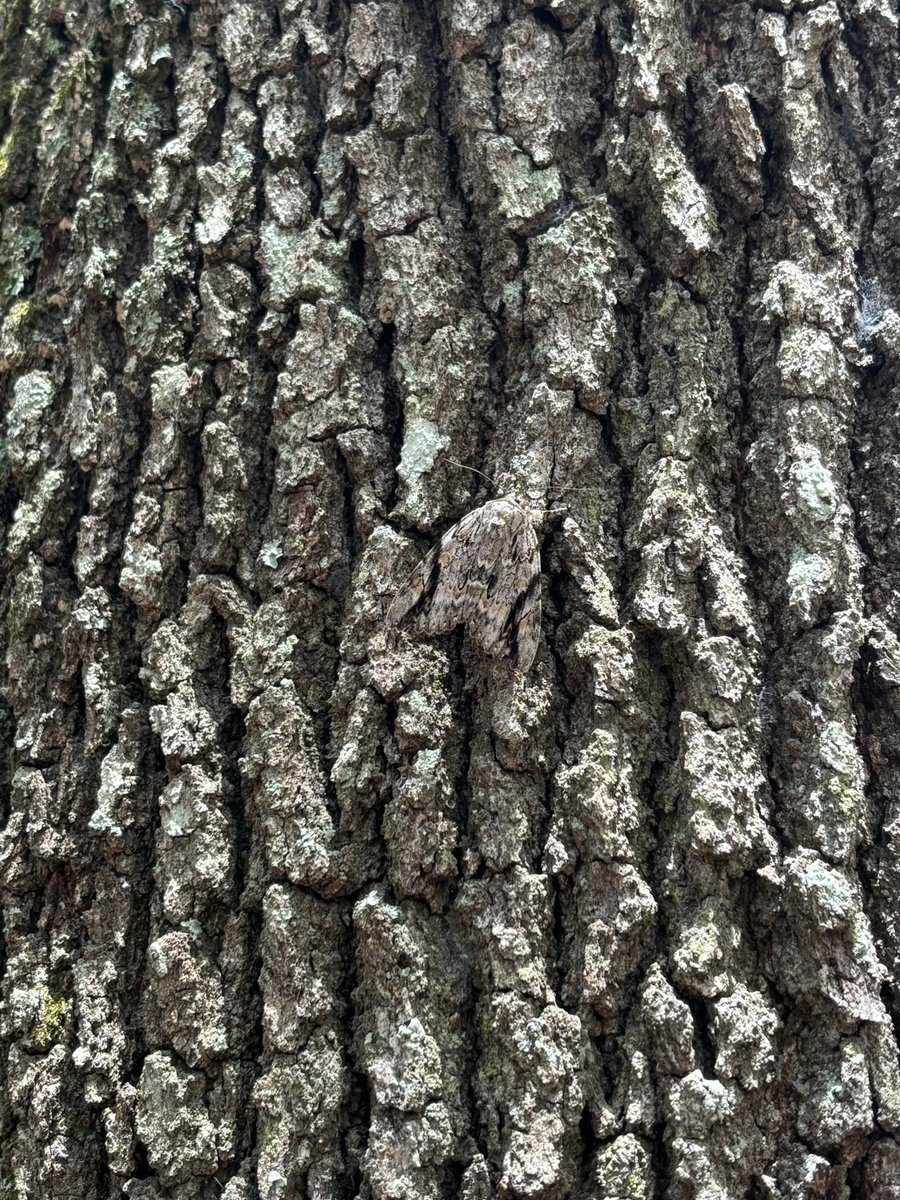 TPrince6189's tweet image. Check him out! So cool, he’s hanging out on one of our live oaks.
