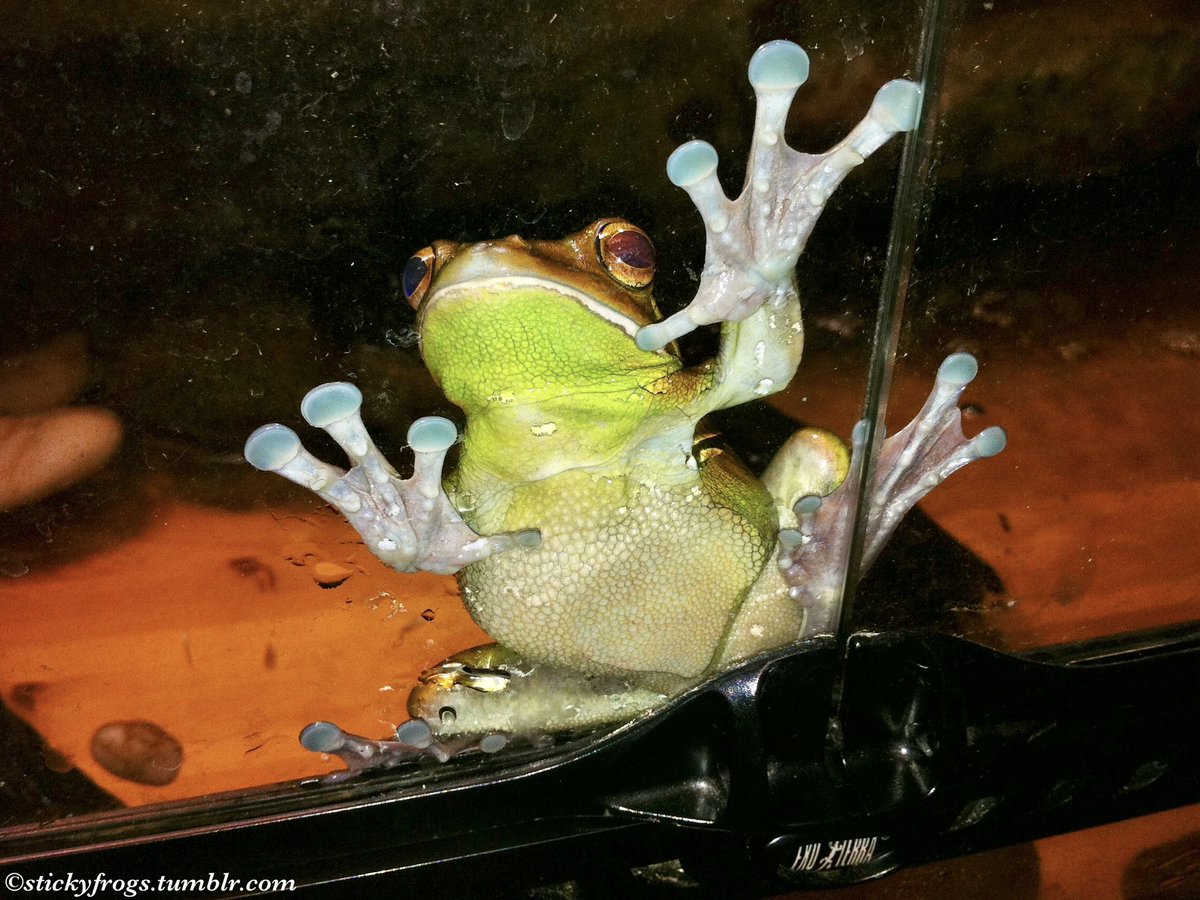 stickyfrogs's tweet image. Tonight is Dinner Night and Round Frog has been waiting at the Front Door for First Reasons!