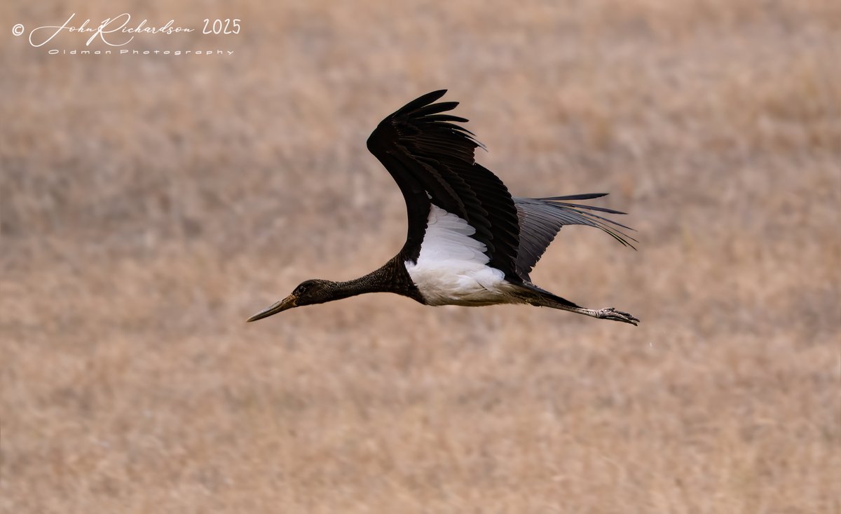 oldman65Suffolk's tweet image. Black Stork
Boyton RSPB
27/07/2025