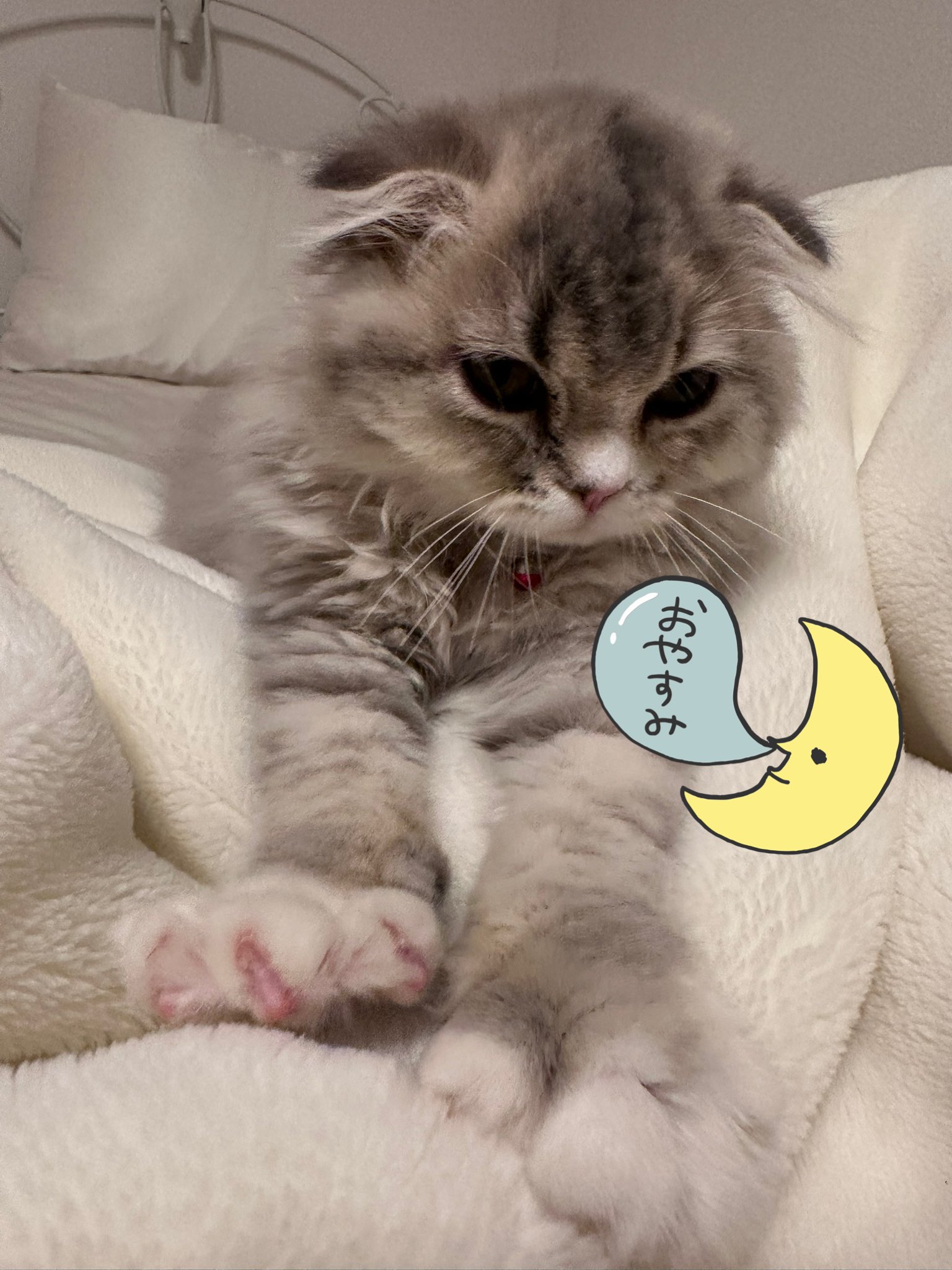 ねここ🐈🐈‍⬛Twitch (@Necoco_002) / X