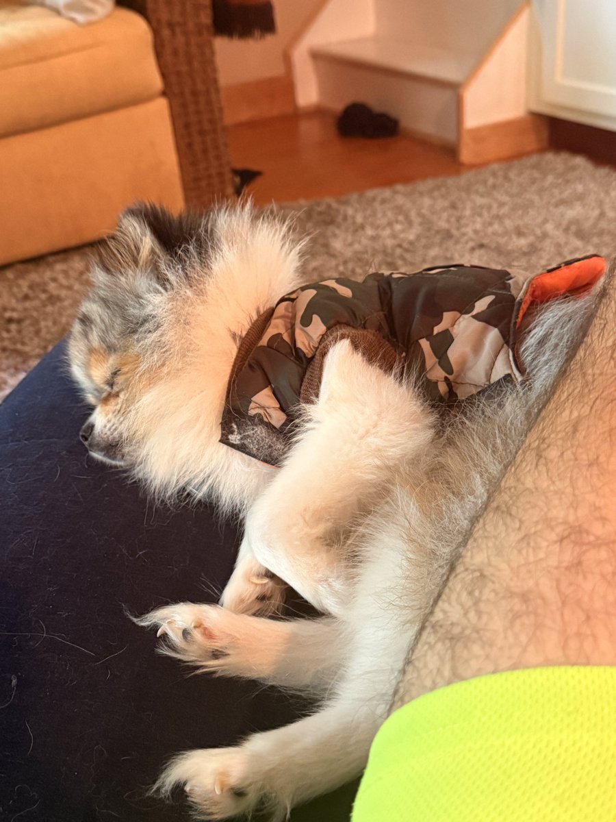 JoshSeefried's tweet image. Someone is exhausted from Sunday Funday