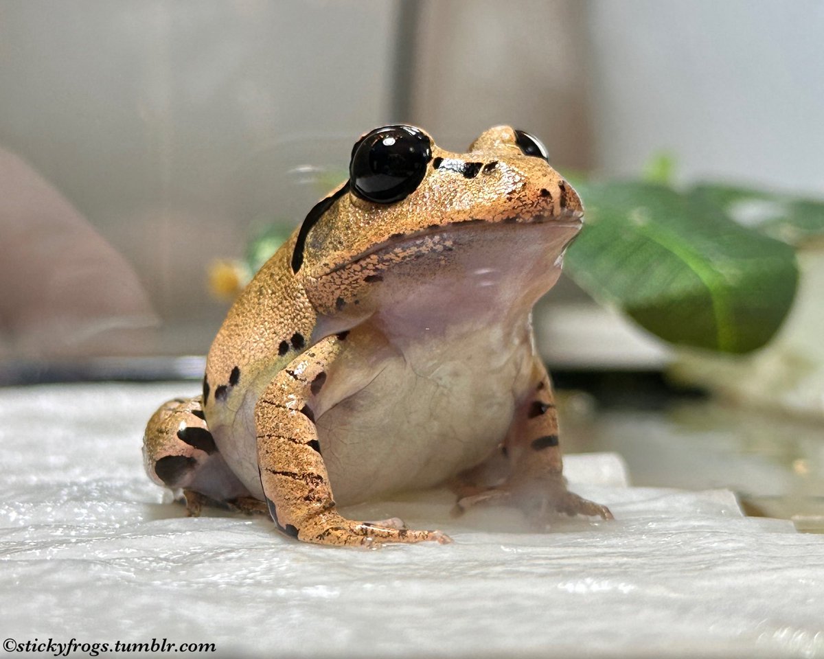 stickyfrogs's tweet image. Trevor is feeling 281% Very Rotund today, and he is Proud!