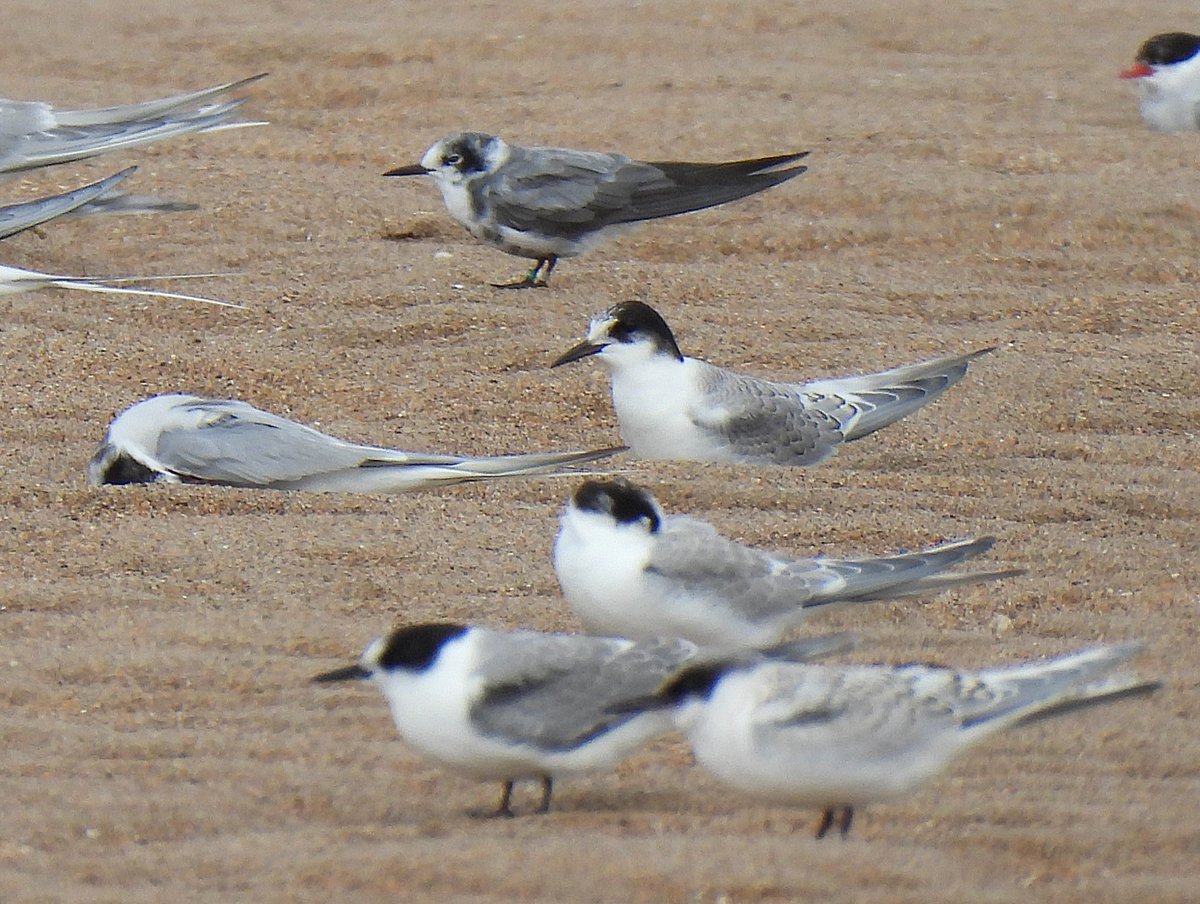 KGbirder (@kgbirder) on Twitter photo The American Black Tern (complete with its green ring) was back at Tyninghame today having been absent y’day. It flew out to sea at 14:15 and hadn’t returned by 17:00 (also 4+ Roseate Terns). WWS and Surf Scoter still at Musselburgh this am <a href="/birdinglothian/">Birding Lothian</a> The American Black Tern (complete with its green ring) was back at Tyninghame today having been absent y’day. It flew out to sea at 14:15 and hadn’t returned by 17:00 (also 4+ Roseate Terns). WWS and Surf Scoter still at Musselburgh this am <a href="/birdinglothian/">Birding Lothian</a>