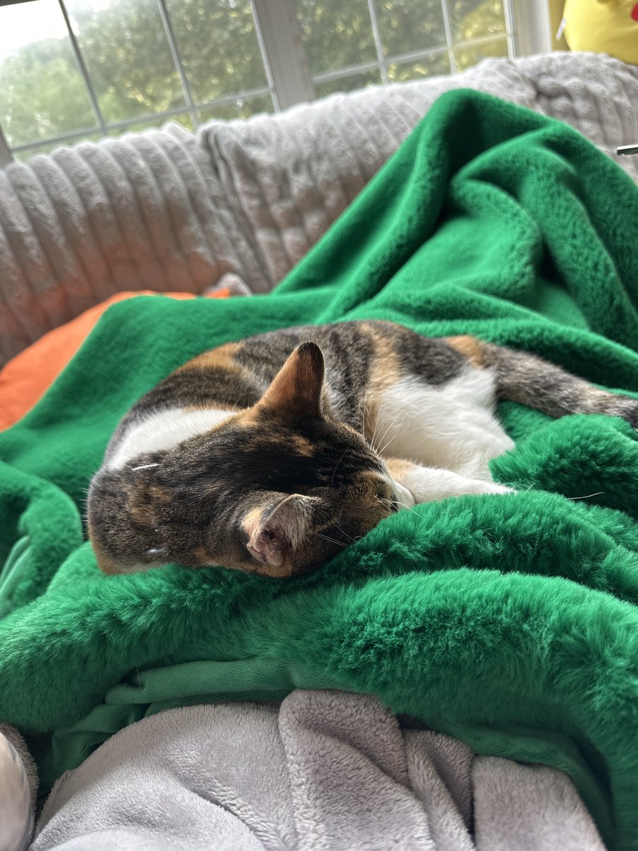 Bloody's tweet image. when you have a lot of work to do but the baby has other plans 🥺