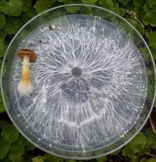 pierpi13's tweet image. Il micelio è un fungo che si espande sotto il suolo creando una rete di connessione tra tutte le specie vegetali, simile a una rete internet, che permette loro non solo di comunicare, ma anche di prendersi cura l'una dell'altra, proteggersi, nutrirsi e approvvigionarsi di acqua.…