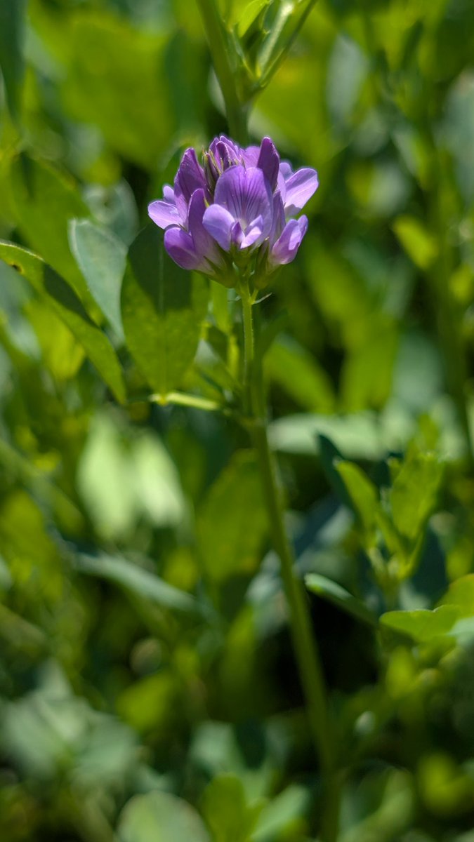 MichaeLeoRising's tweet image. Delicate beauty defined 💜