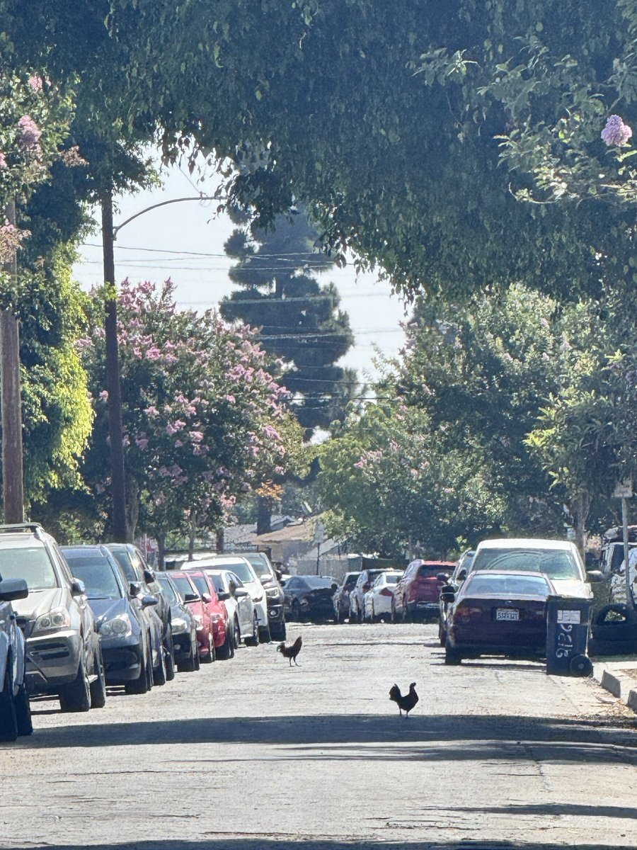 MasonicSmoker's tweet image. Compton got roosters in the skreet