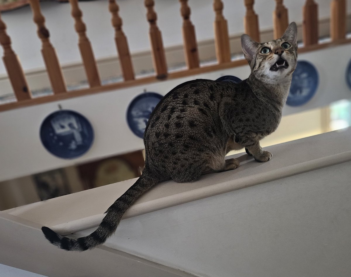 MumbrianSpinner's tweet image. Still at ma's. I've been knocking my pan in cleaning and shopping today. They have a cleaner. Apparently, cleaning isn't her forte π€¦ββοΈ