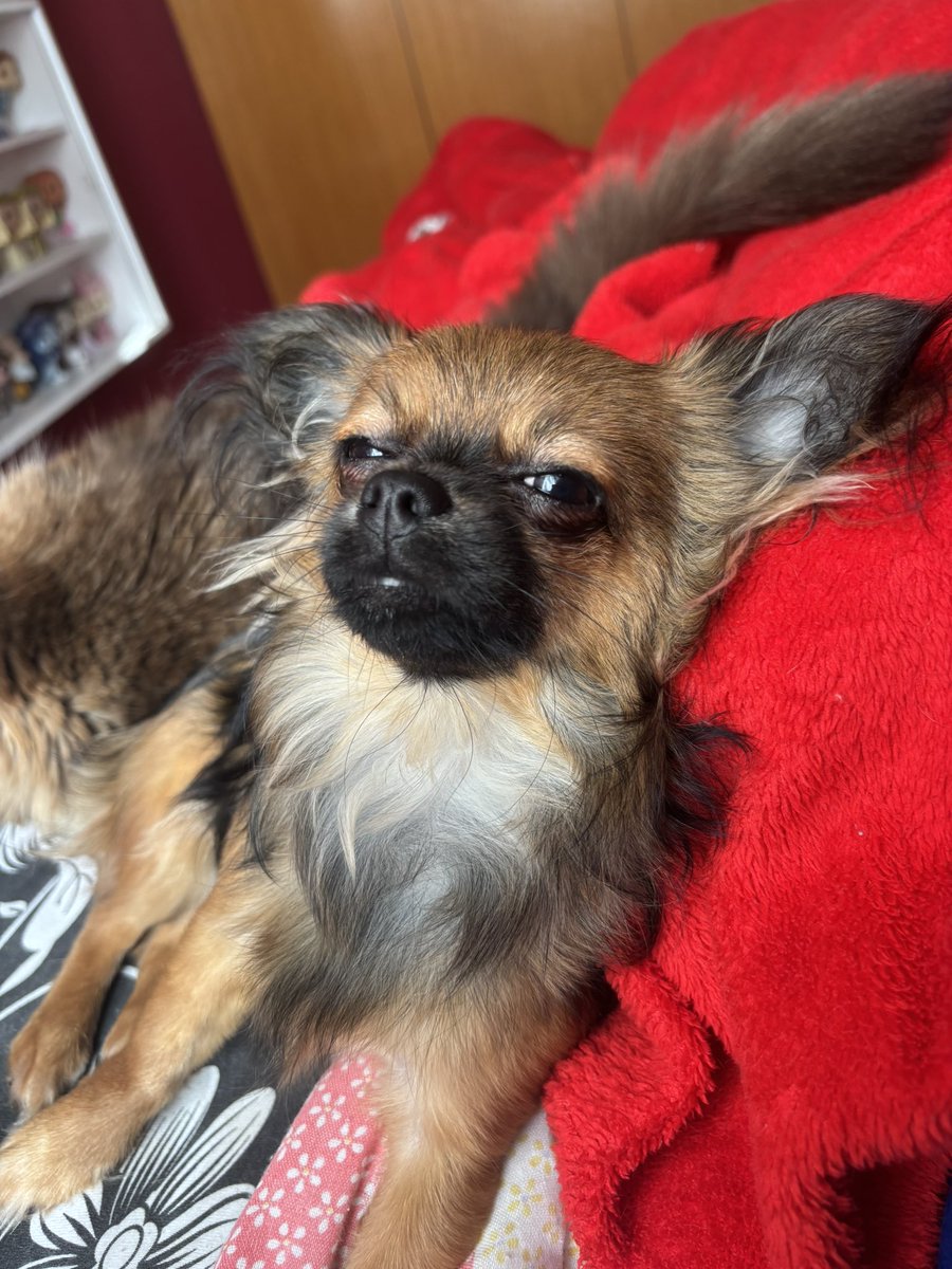 emmasfrosts's tweet image. nesta is the most adorable puppy ever