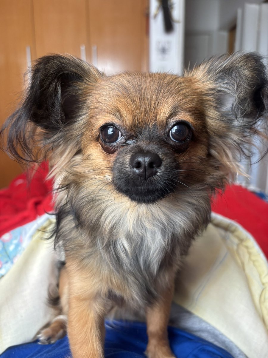 emmasfrosts's tweet image. nesta is the most adorable puppy ever