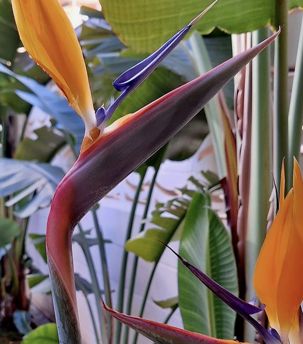 Izabela-Elizabeth (@izabelazapp) on Twitter photo 