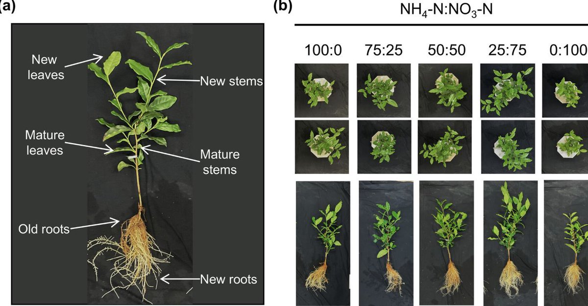 Effect of Ammonium:Nitrate Application Ratios on Growth and Nitrogen Metabolism of Tea Plants (Camellia sinensis L.) (Takuo Enomoto, Natsuki Tone, Takaya Ishii, Hisako Hirono, et al.) doi.org/10.1002/pld3.7… <a href="/ASPB/">ASPB</a> @Wileyplantsci <a href="/SEBiology/">SEB @sebiology.bsky.social</a> #PlantSci