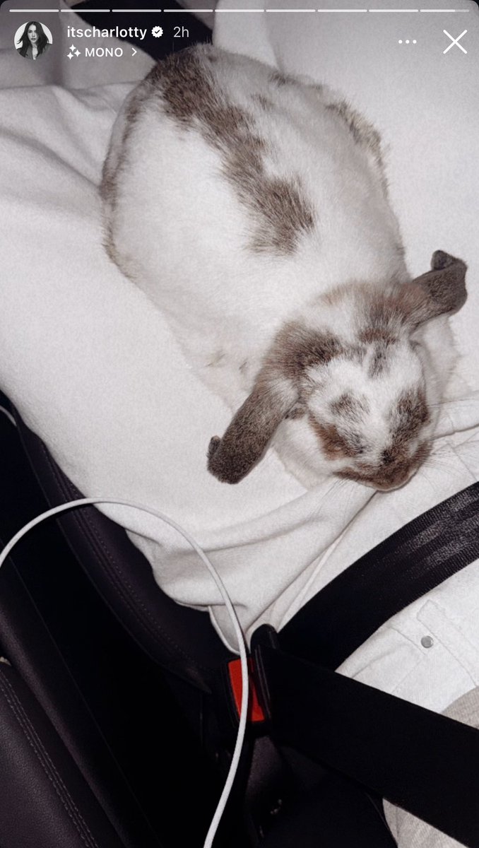 itsbubblesmiley's tweet image. ปุกปุยมาก หลานอุนยาย🐇🤏🏻✨