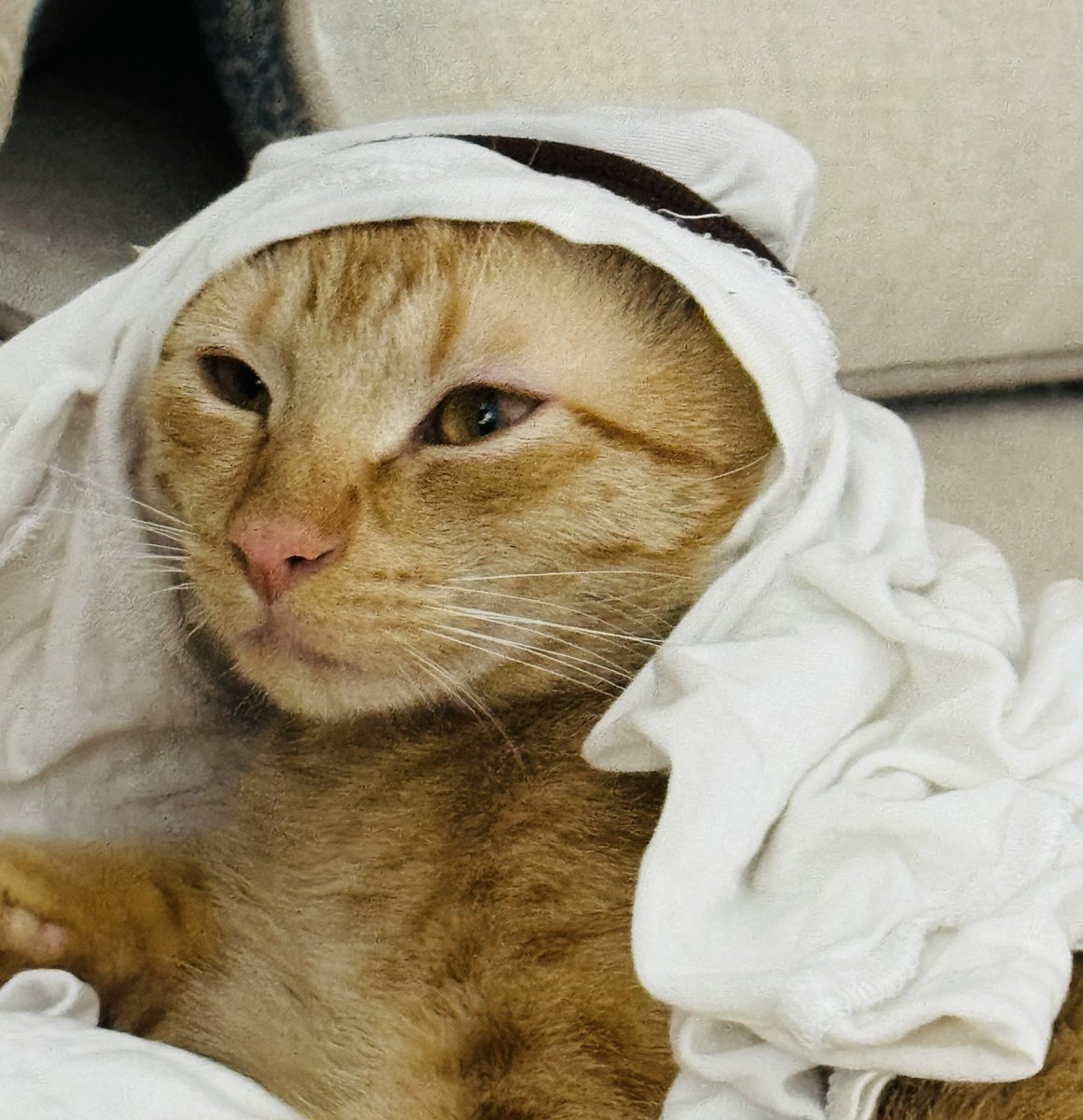 I present to you His Excellency Prince gizmo👑🤴🫅🤣🤣🤣