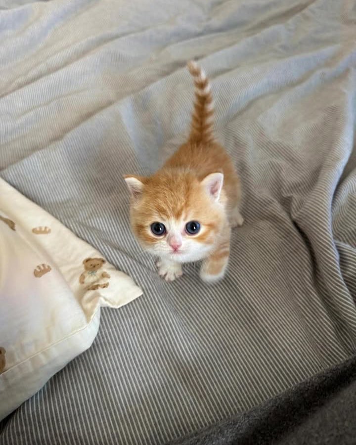 panik_cattack's tweet image. Smol