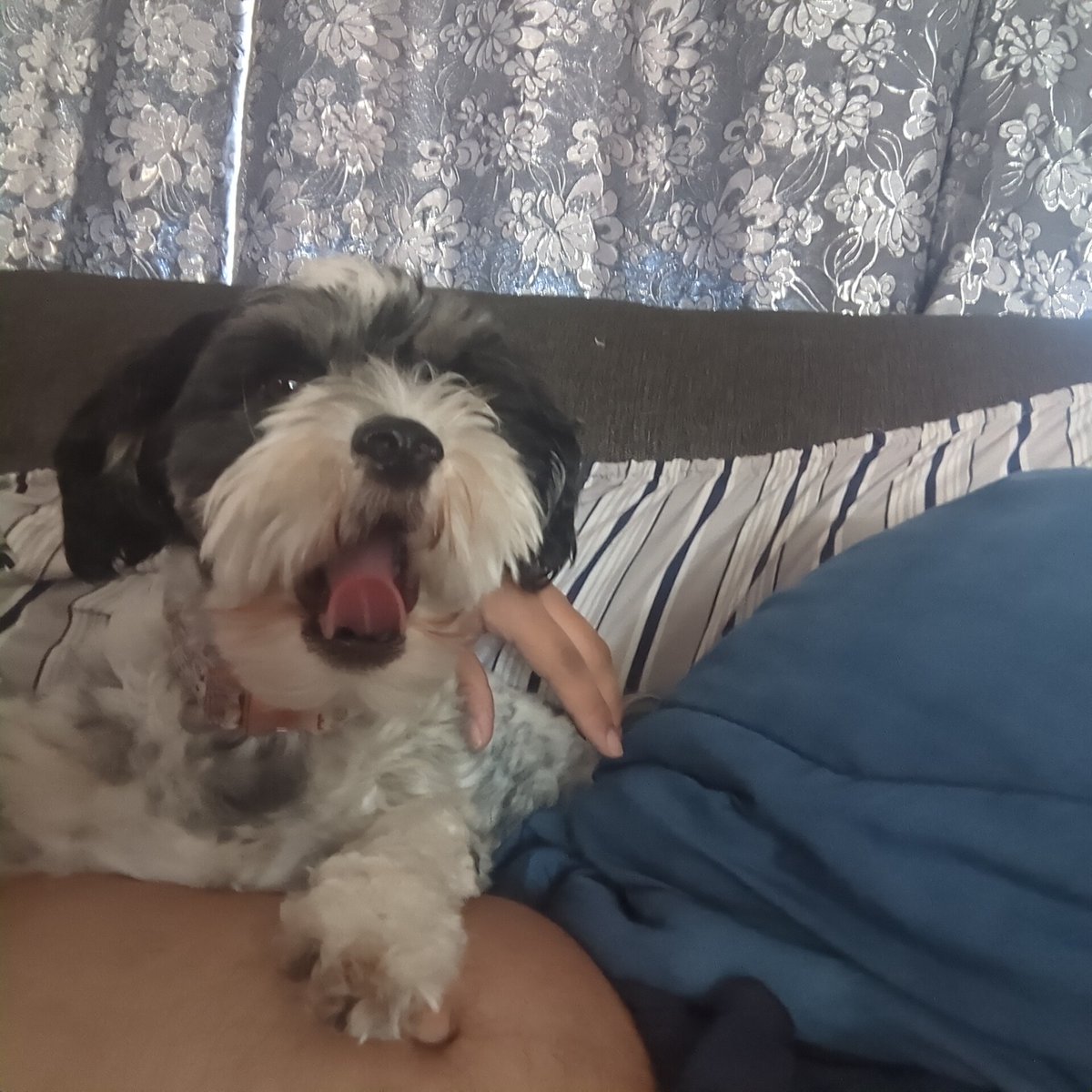 MorganMeowlody1's tweet image. the soyful beast