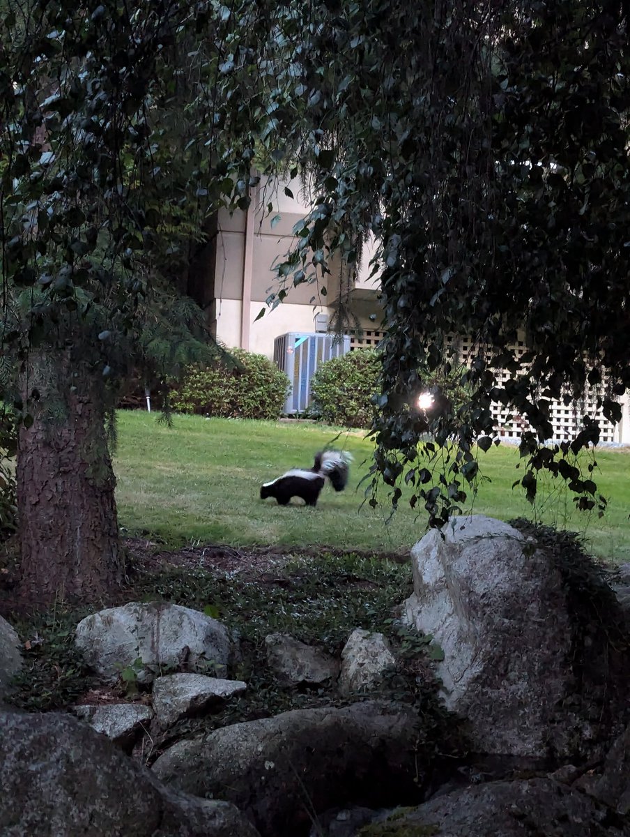 femmenart's tweet image. last night I went on a dusk walk, saw many bunnies, a skunk, and ate some blackberries