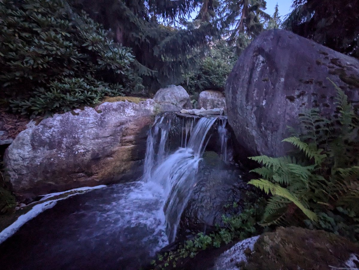 femmenart's tweet image. last night I went on a dusk walk, saw many bunnies, a skunk, and ate some blackberries