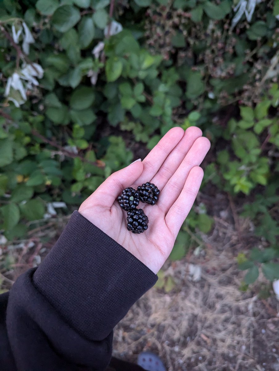 femmenart's tweet image. last night I went on a dusk walk, saw many bunnies, a skunk, and ate some blackberries