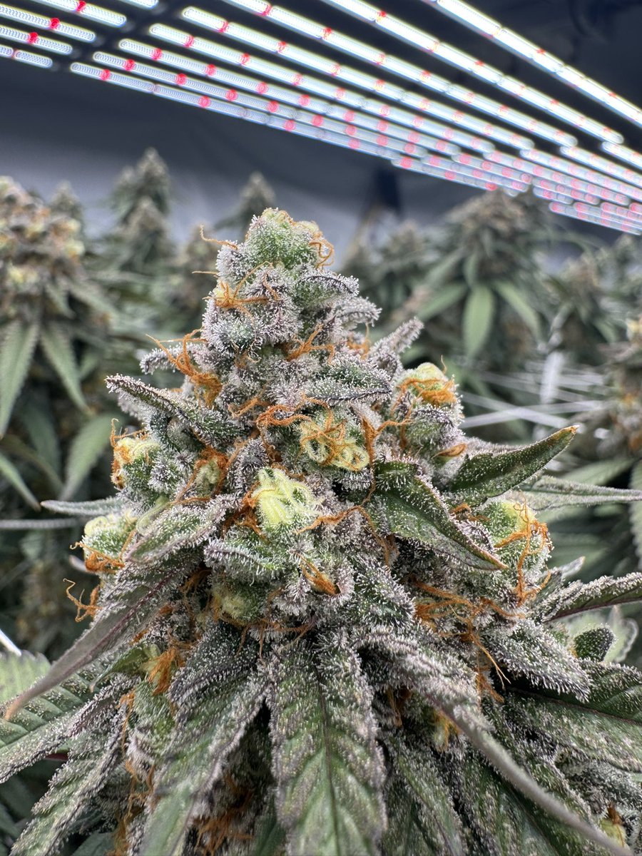 HashyGilmore710's tweet image. Before / After